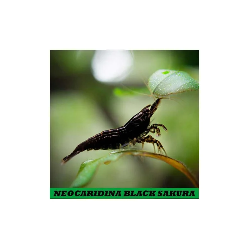plantasdeacuarios193883