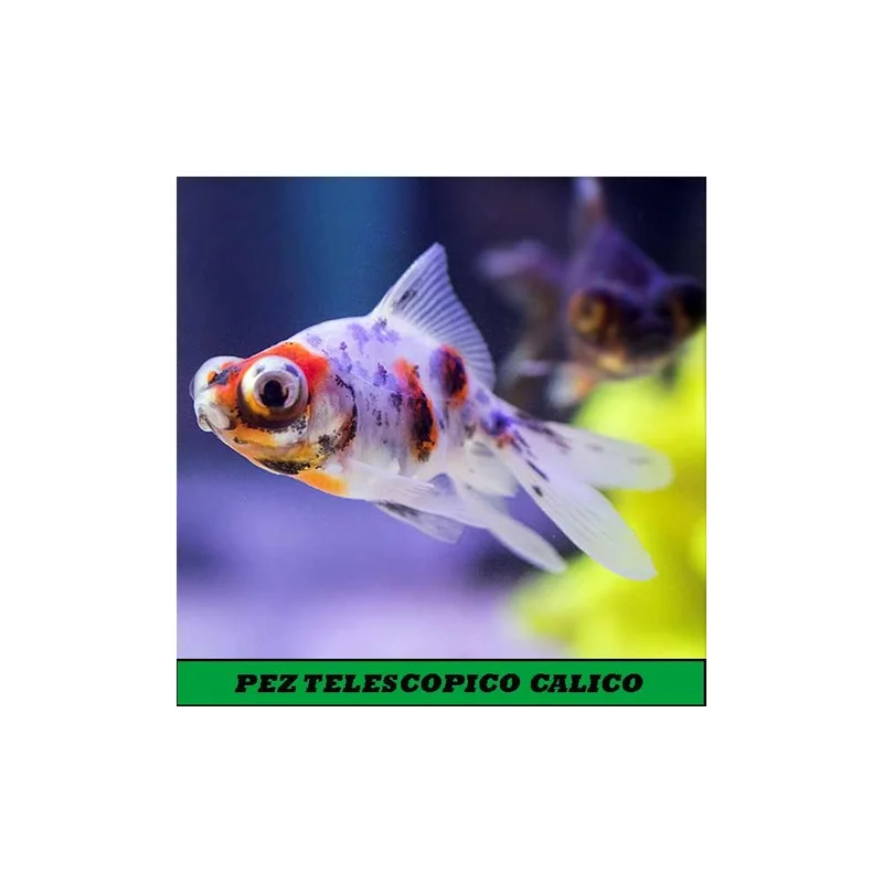 plantasdeacuarios193908