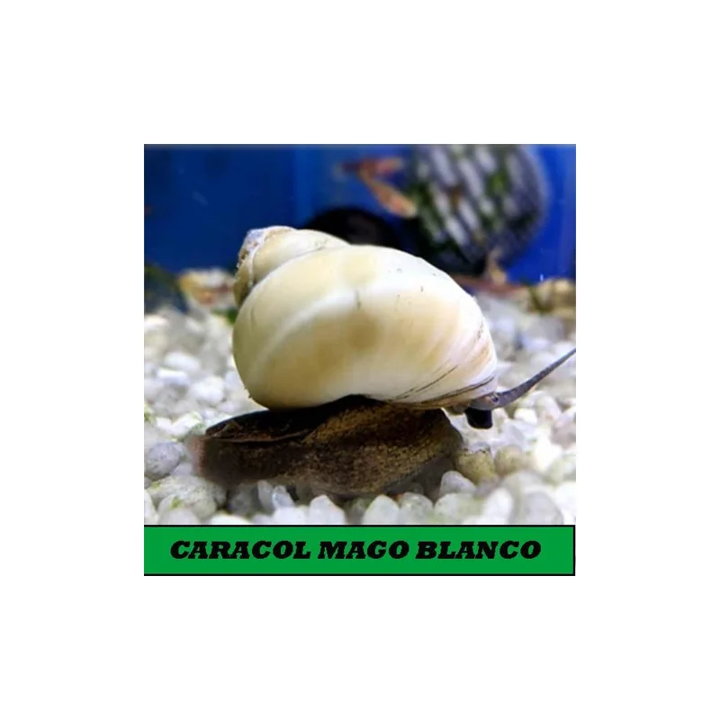 plantasdeacuarios193914