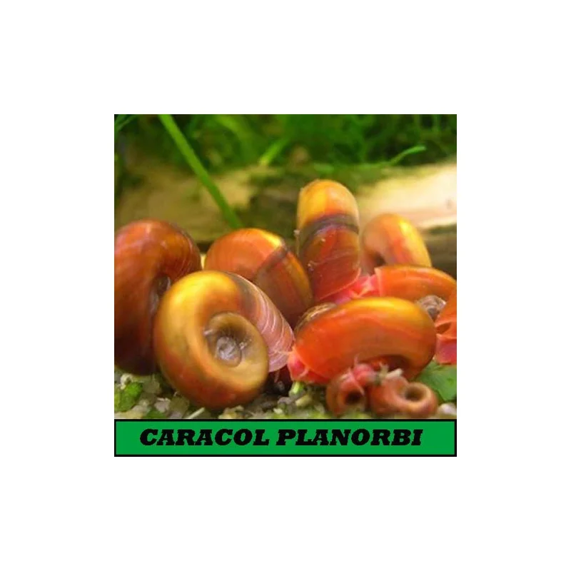 plantasdeacuarios193921
