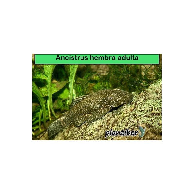 plantasdeacuarios193934