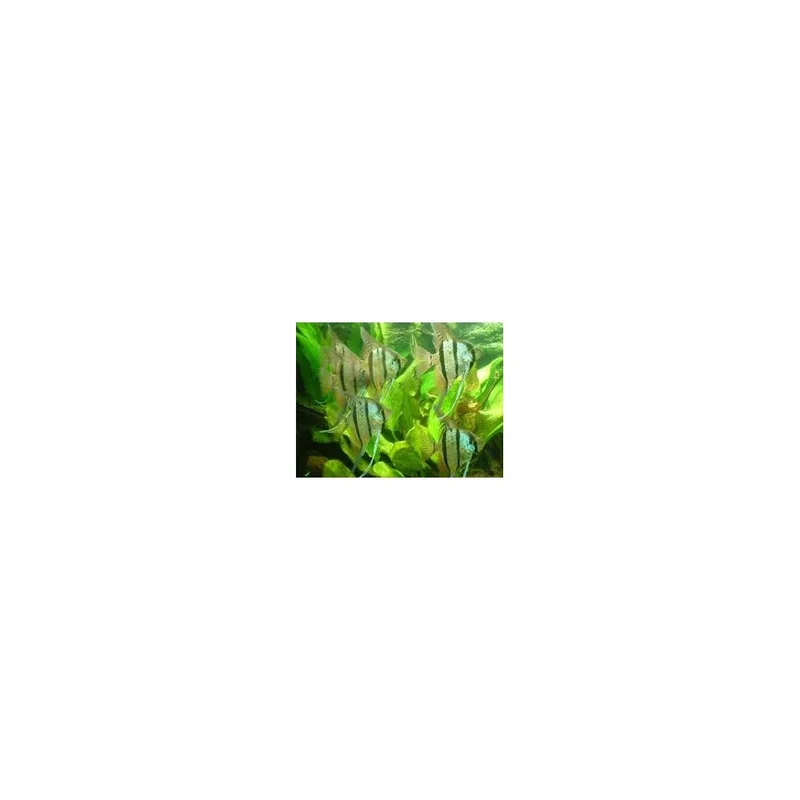 plantasdeacuarios193957