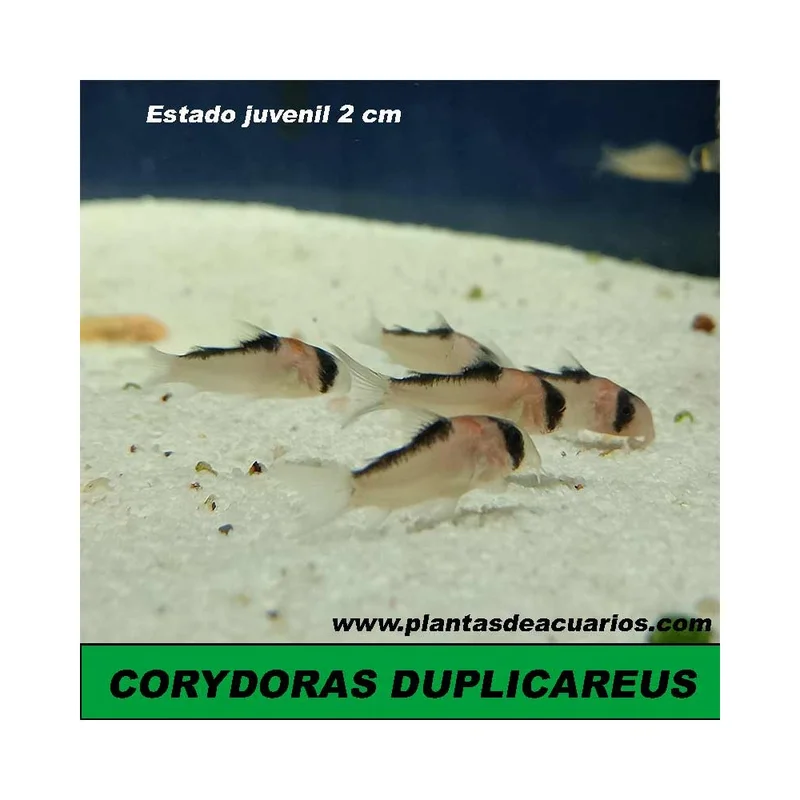 plantasdeacuarios193960