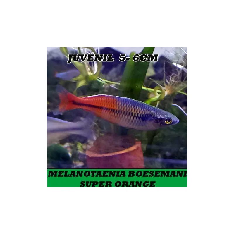 plantasdeacuarios193968