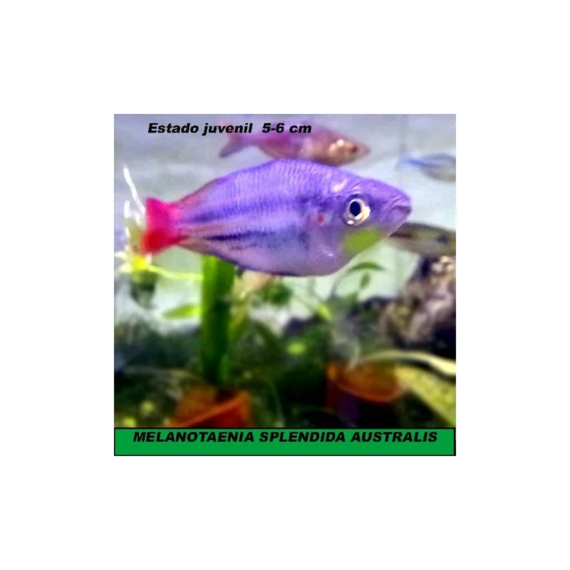plantasdeacuarios193969