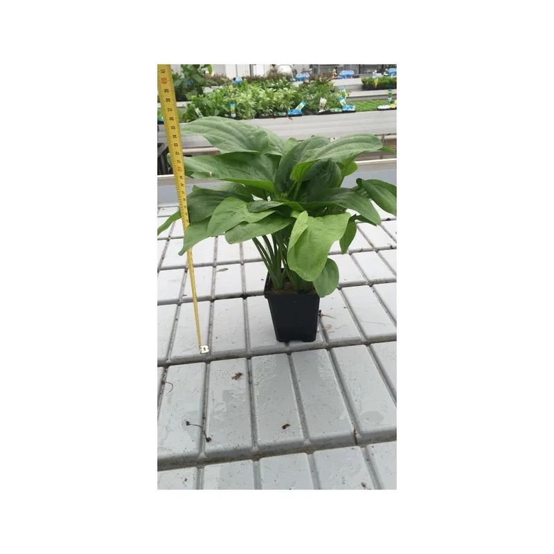 plantasdeacuarios193998