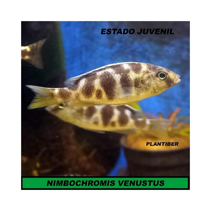 plantasdeacuarios194027