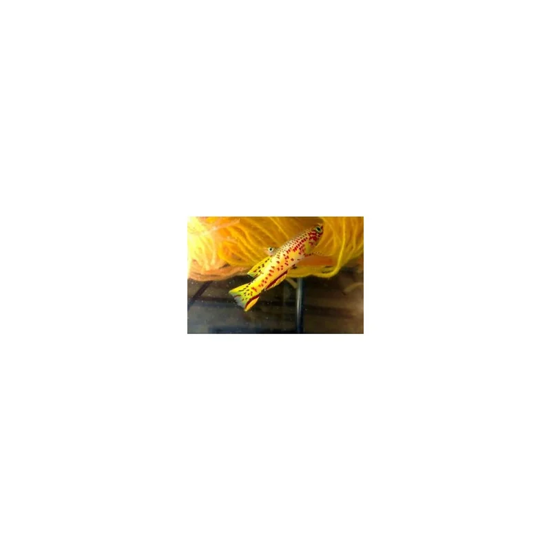 plantasdeacuarios194038