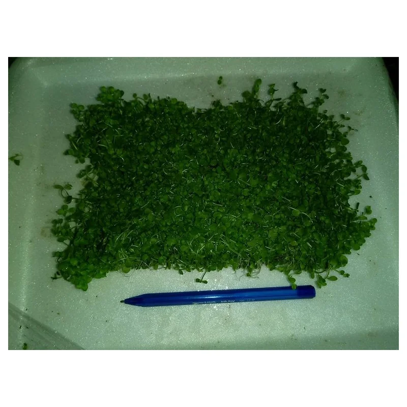 plantasdeacuarios194056