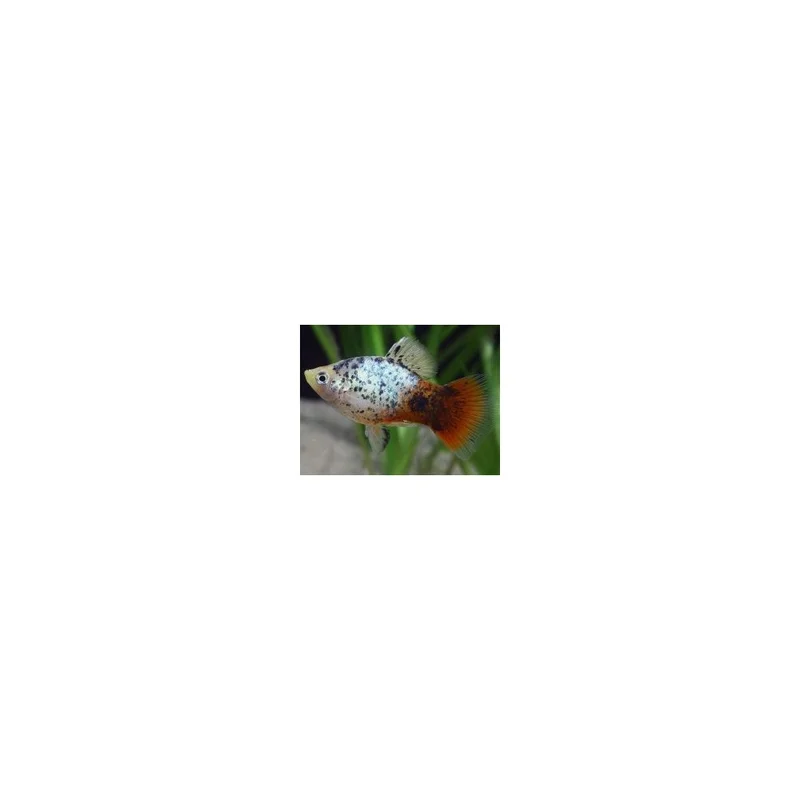 plantasdeacuarios194076