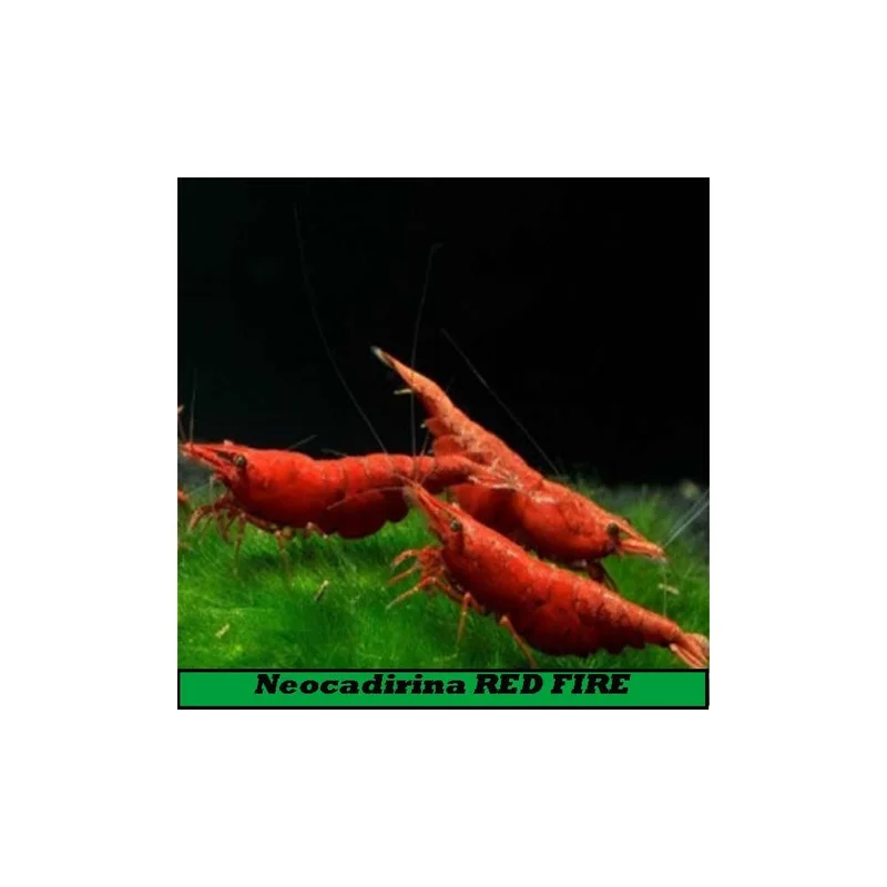 plantasdeacuarios194092