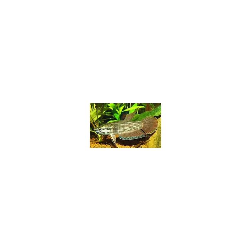 plantasdeacuarios194095