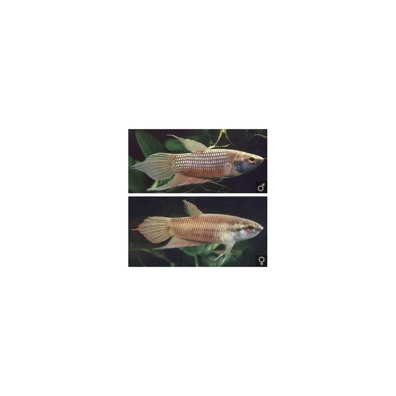 plantasdeacuarios194096
