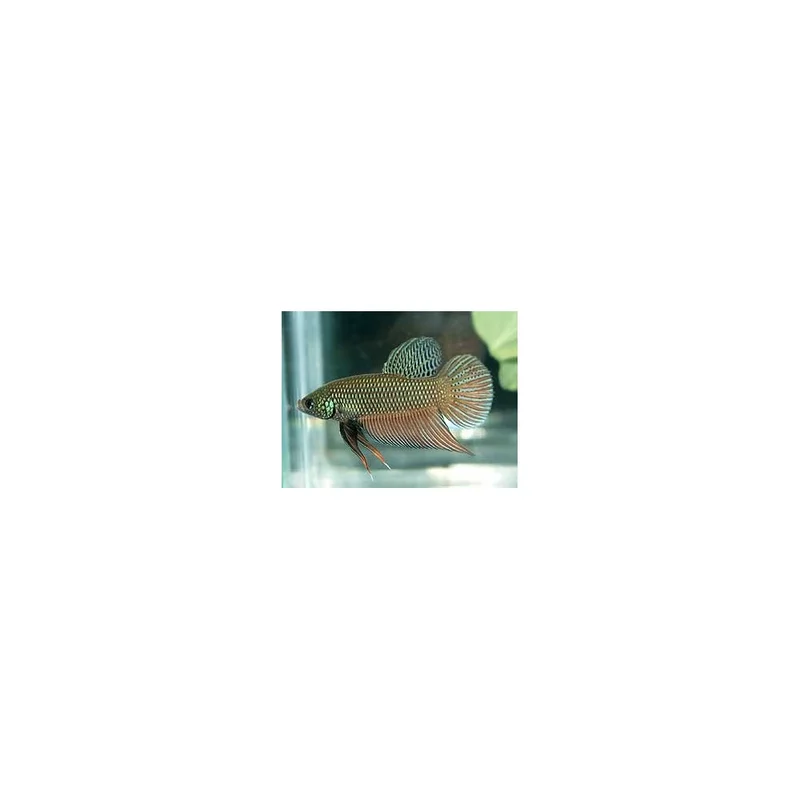 plantasdeacuarios194097