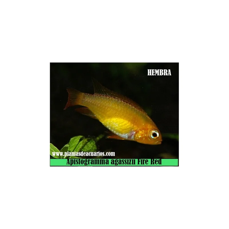 plantasdeacuarios194130
