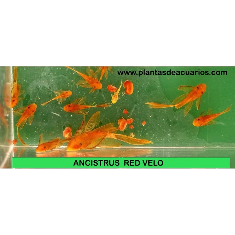 plantasdeacuarios194137