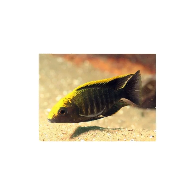 plantasdeacuarios194146