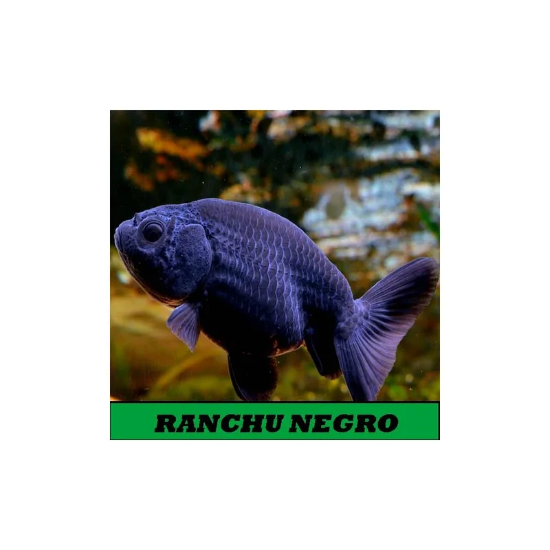 plantasdeacuarios194148
