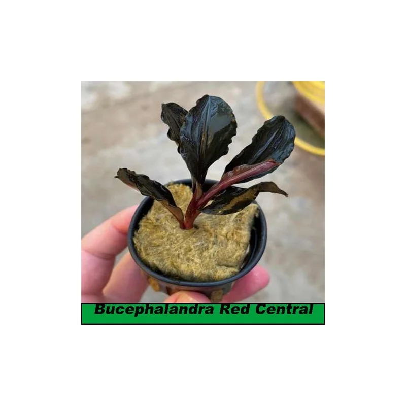 plantasdeacuarios194156