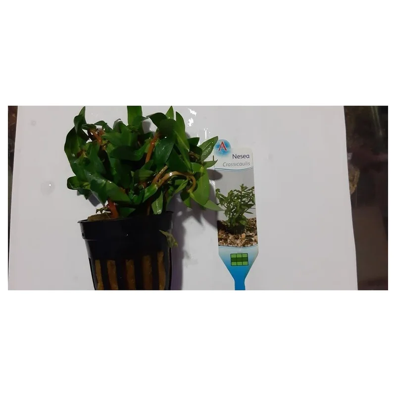 plantasdeacuarios194158