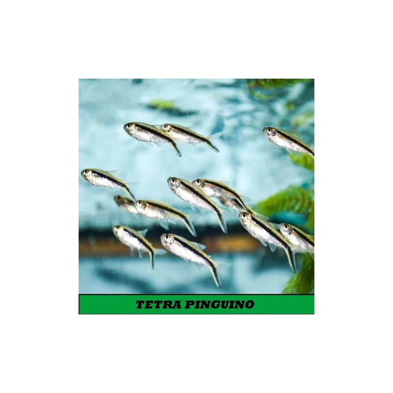 plantasdeacuarios194165