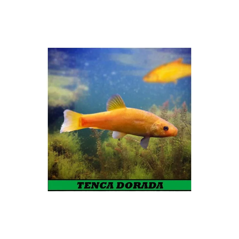 plantasdeacuarios194181