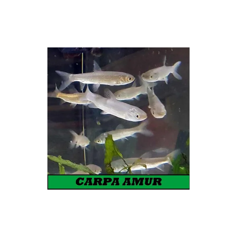 plantasdeacuarios194183