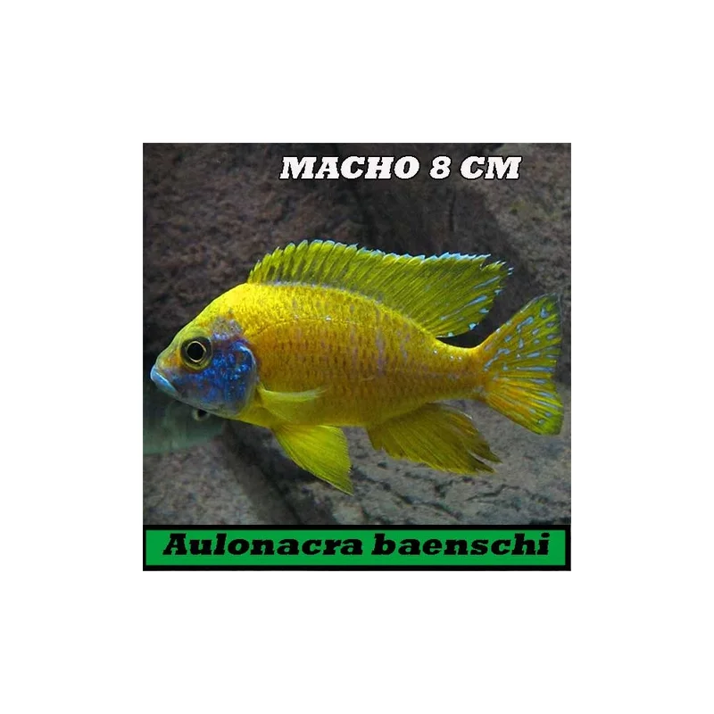 plantasdeacuarios194187