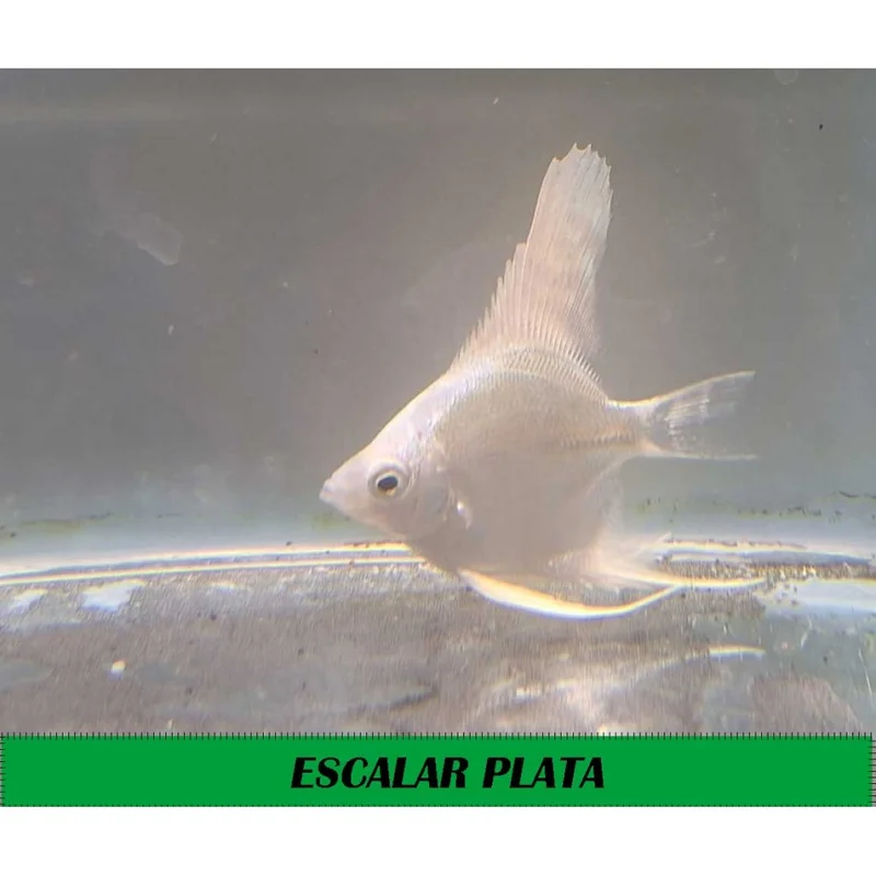 plantasdeacuarios194234