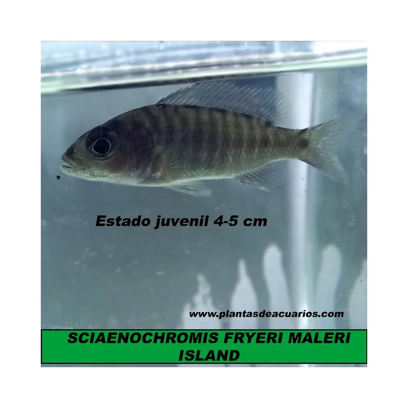 plantasdeacuarios194252