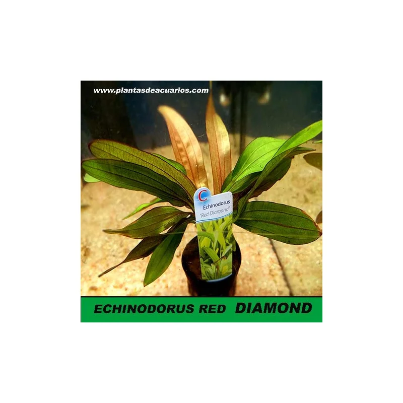 plantasdeacuarios194257
