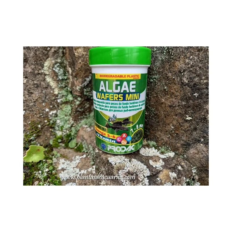 plantasdeacuarios194271