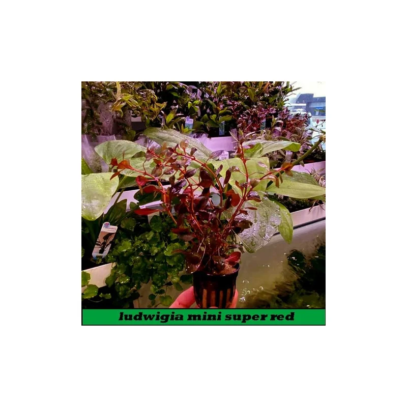 plantasdeacuarios194276