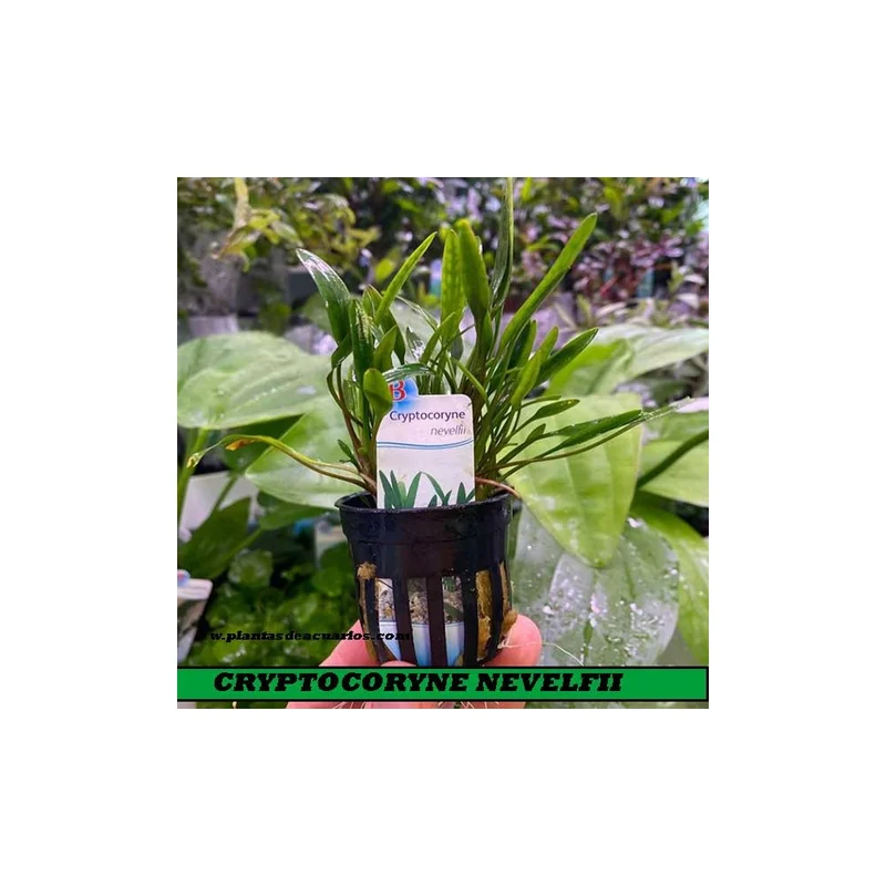 plantasdeacuarios194279