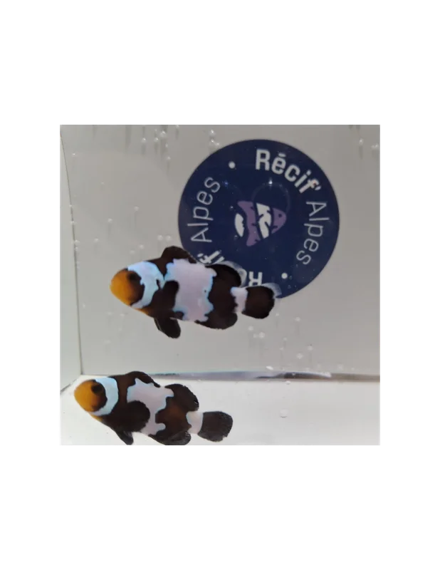 recifalpes10673