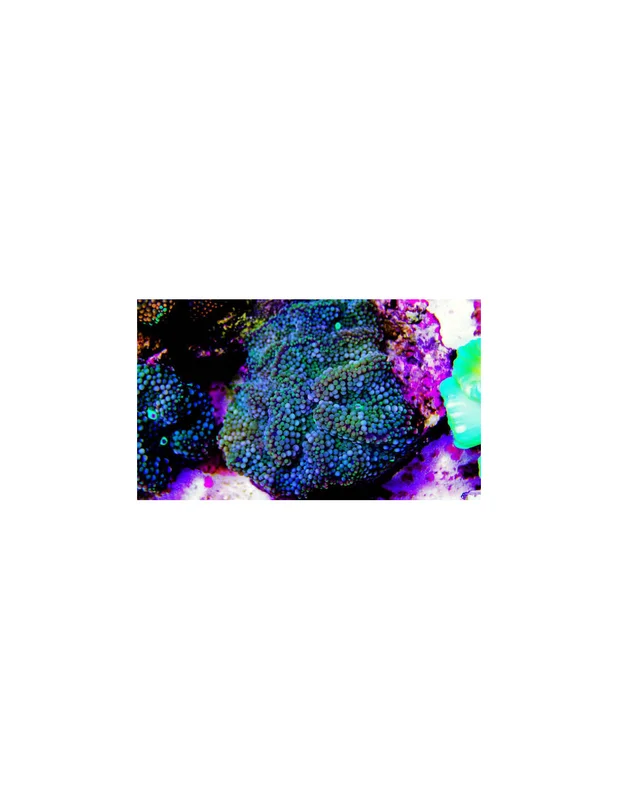 recifalpes10697