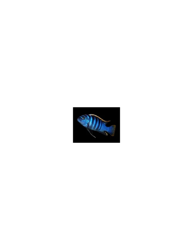 recifalpes11280