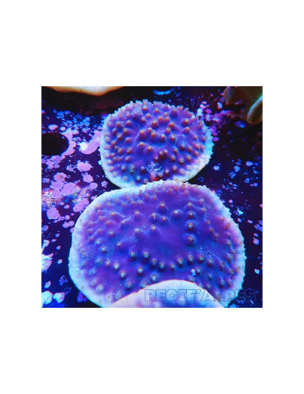 recifalpes11681