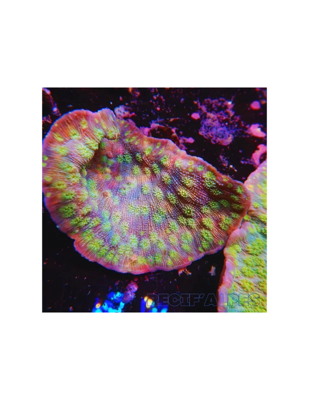 recifalpes11706