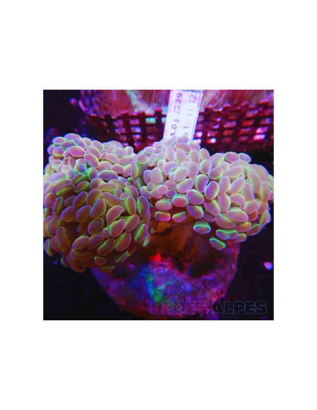 recifalpes12701