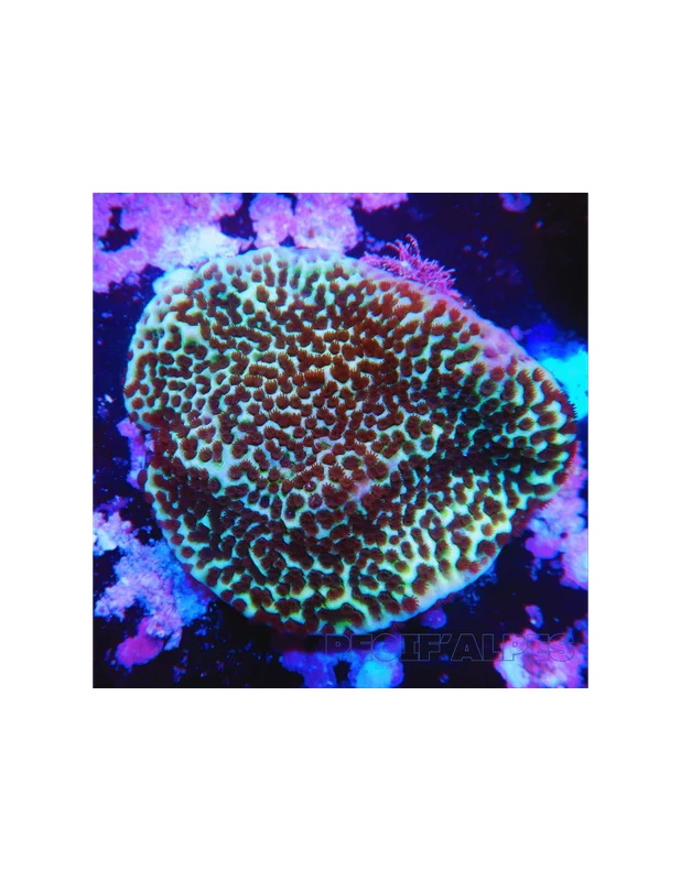 recifalpes2753