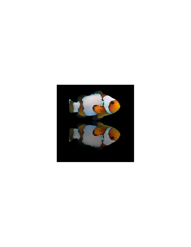recifalpes2835