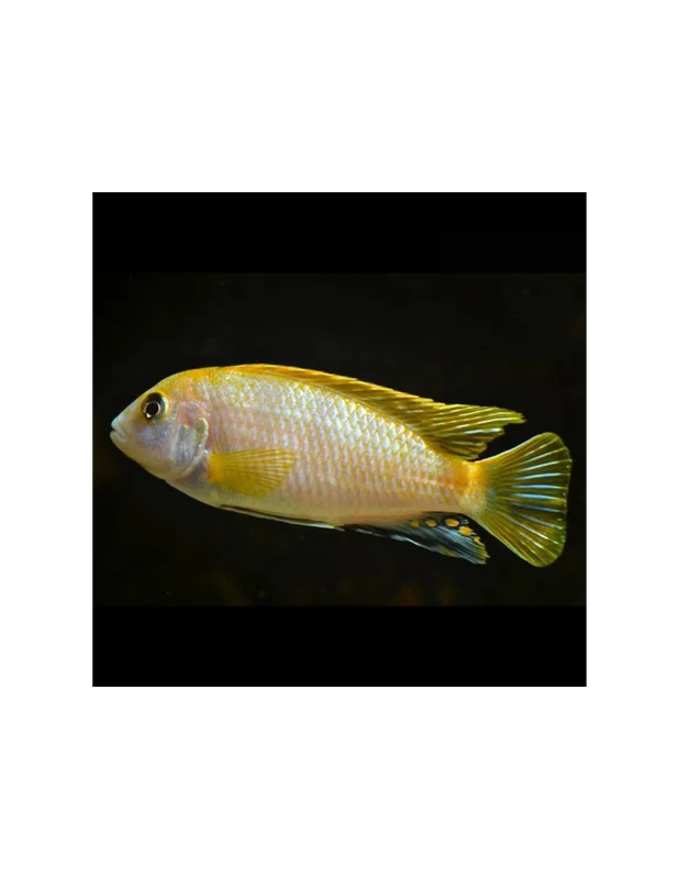 recifalpes3084