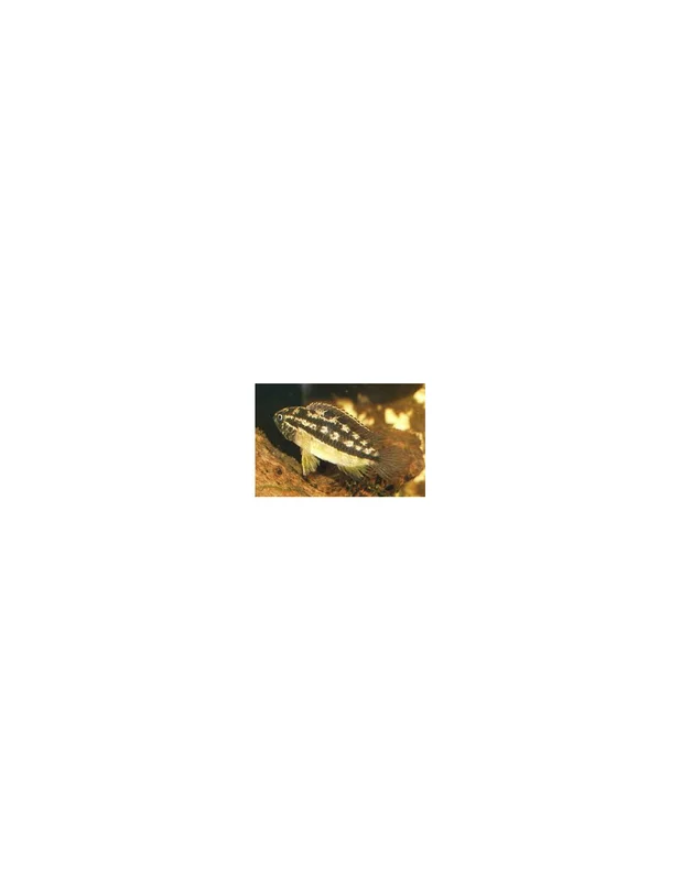 recifalpes3122