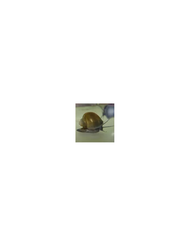 recifalpes3163