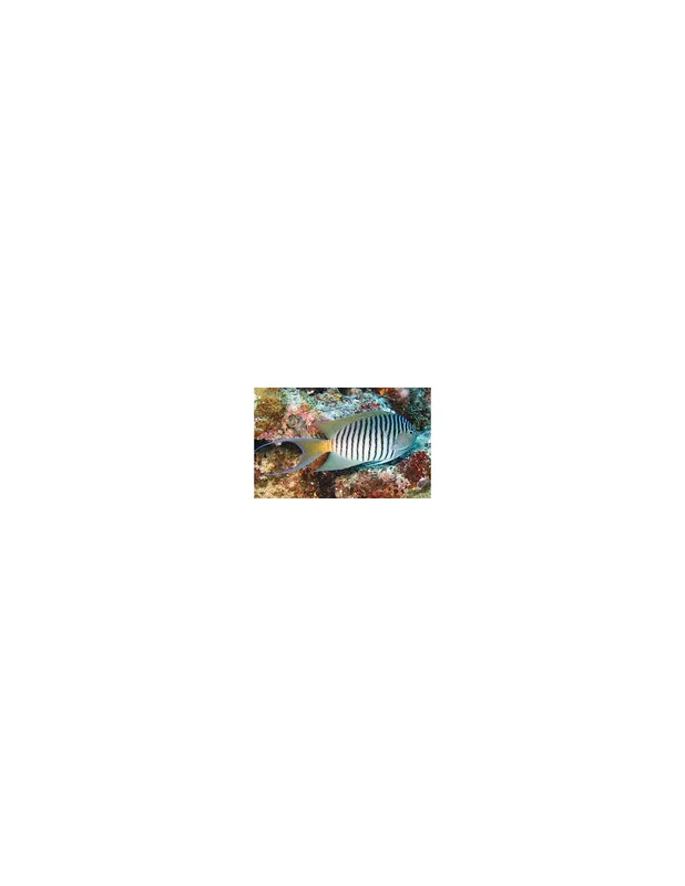 recifalpes5660