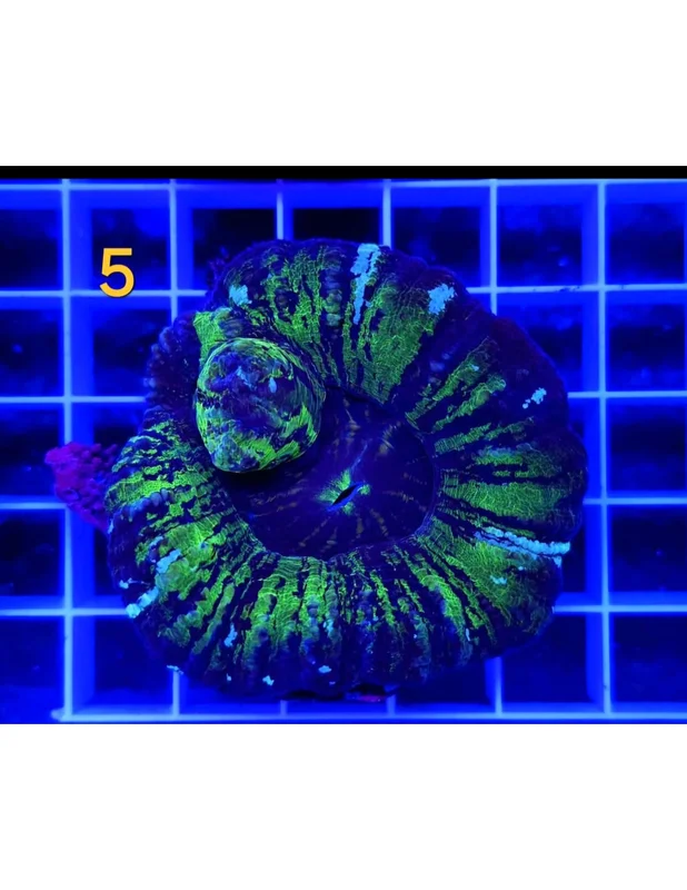 recifalpes5724