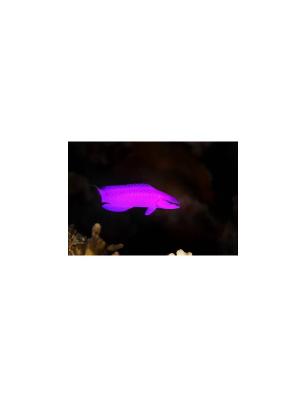 recifalpes6678