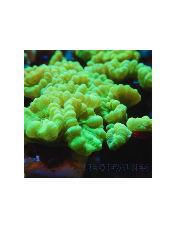recifalpes6874