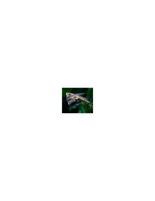recifalpes7825
